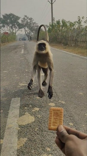 Monkey Carefully Runs Across the Road to Take a Biscuit 🐒 #langur #shorts