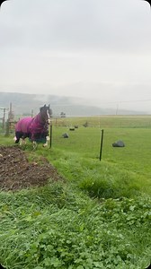 1.6K views · 884 reactions | So I called Angel status a little too soon…. Fresh content. I let him have a wee graze while I sort the prison fencing back out after taking him out of the paddock. He never usually jumps dragging his lead rope… well today. He did 臘‍♀️ | That Dickhead Harley | Facebook