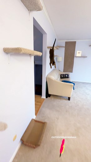 93K views · 1.6K reactions | Raja's pride when she gets the toy  #rajaanddavid #cat | Raja and David | Facebook