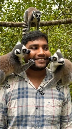 😲 Amazing Lemur Jump in the Jungle | Animal Shorts #lemur