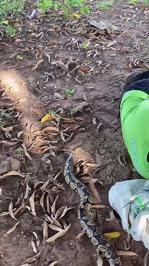 Understanding Snake Bites in Africa and Their Impact