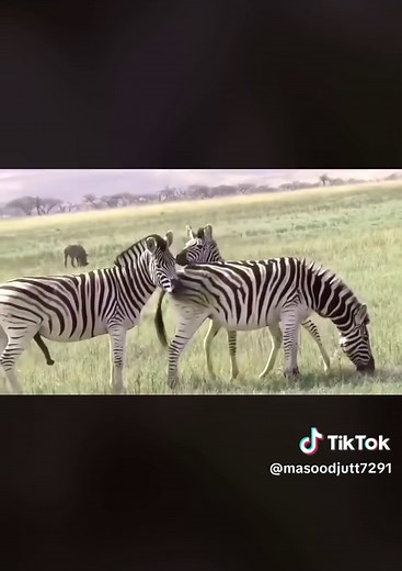 Zebra Mating in Seringaty National Park, Tanzania