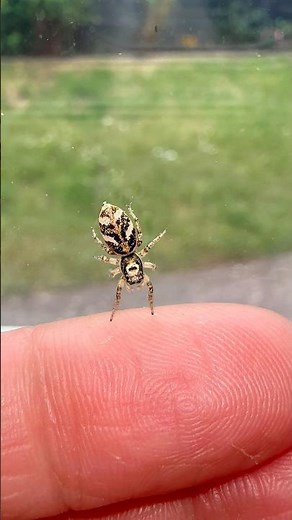 The way she hopped off my hand! 😊 #jumpingspiders