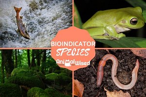 What Are Indicator Species? - Examples of Bioindicators