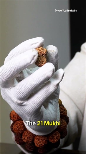 21 Mukhi Rudraksha | The Rudraksha of Kuber