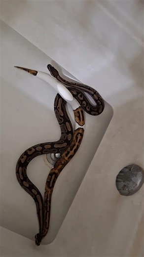 ball pythons taking a bath #ballpython #bathtime #reptiles
