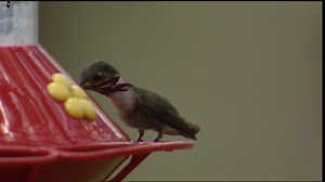 Calliope Hummingbird Identification, All About Birds, Cornell Lab of Ornithology