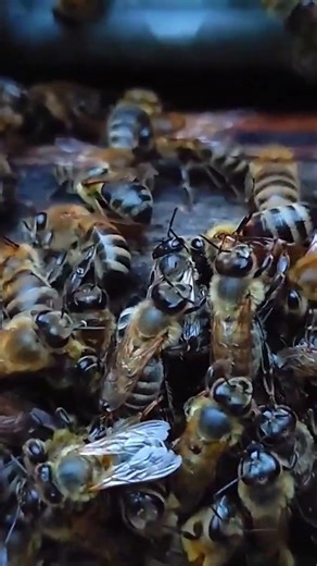 Relaxing Bee Sounds | Nature ASMR