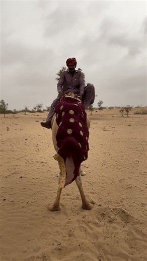 مشهد صحراوي تراثي جميل.. تقليد قديم يروي حكايات الأجداد 🏜️🐪✨