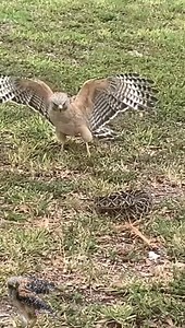 4.6M views · 33K reactions | Best Animals US on Reels | Facebook