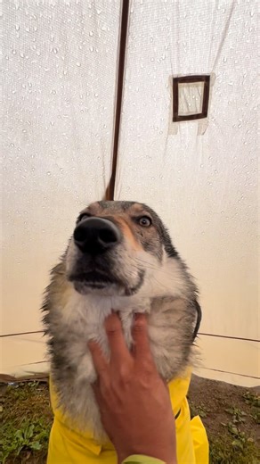 野人 on Instagram: "Over ten thousand years ago, a wild man stroked a wolf just like this, and that’s how we got dogs.#adventurebuddy #fresthewolfdog #fres #sportswatch"