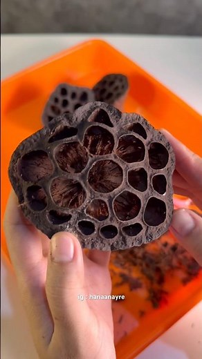 Gini amat 😫 #lotus #seed #lamp #trypophobia #experiment