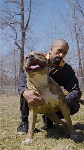 Meet Raiden the new DDK star bully #ytshorts #shorts #dogdynasty #dog #bullies