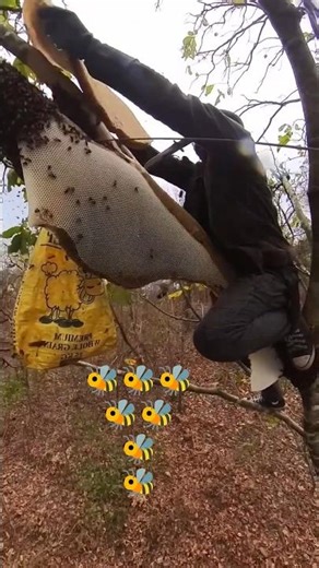 🍯Brave Men Harvest Wild Honey🍯 It is PuRe and Natural🍯#honey #honeybee #facts #nature #shortsfeed 🐝🍯