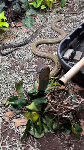 King cobra chases me!