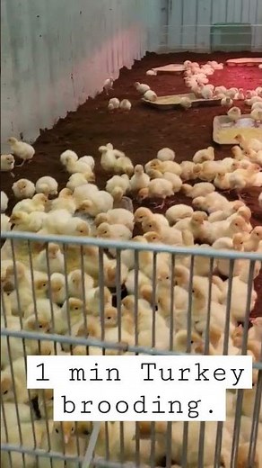 keys to successfully brooding turkeys. #pasturedpoultry #turkey