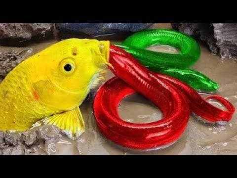 Stop Motion Animation: Making a Fish Come ALIVE! 🐠🎬
