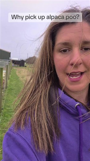 🧹🐾 Today's tasks: cleaning out the alpaca paddocks and scooping up the poo! 🦙💩 Alpacas can suffer from worms, and cleaning up regularly helps prevent the spread of worms. Keeping their environment tidy not only keeps them healthy but reduces the chances of passing those pesky worms around! Let’s keep our furry friends happy and worm-free! 🌿 Alpacas are neat little creatures that like to potty in designated 'poo piles.' This not only keeps their living space tidy but also makes it super easy