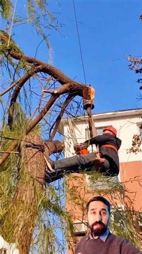 Perfect Tree Top Removal Using Chainsaw, Ropes & Crane 🌲🪚