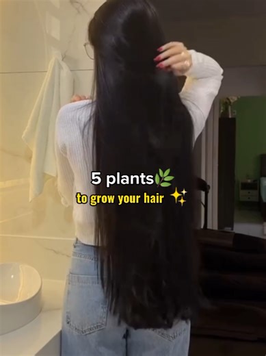 5 plants to grow your hair 🎀 Bhringraj (False Daisy) 👑 → Best for regrowth, stops hair fall, strengthens roots → Called King of Hair Aloe Vera 🌿 → Boosts growth, reduces dandruff, deeply conditions scalp → Works for almost all hair types Amla (Indian Gooseberry) → Makes hair thicker, shinier, and stronger → Helps with premature greying too Hibiscus 🌺 → Encourages new hair growth → Makes hair soft and voluminous Rosemary 🌿 → Improves scalp circulation → Great for weak, thinning hair #haircar