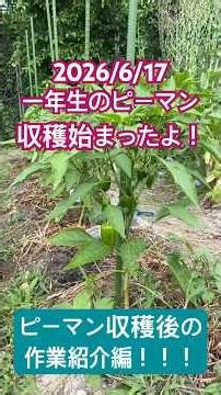 ピーマン収穫とその後の手入れについて