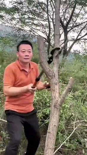 cutting tree branches using long handled bypass loppers to prune the tree for better growth health