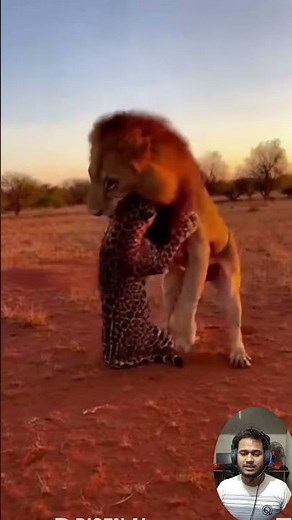 Jaguar Protects Her Cubs as a Powerful Lion Approaches Real Wildlife Behavior.#animals #wildlife