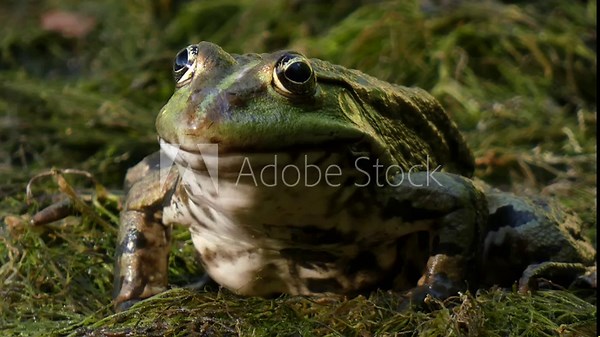 Big green frog (Сommon water frog or edible frog) sitting on algae in a wetland close-up
