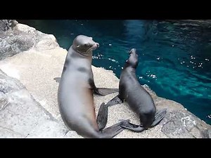 【海遊館】カリフォルニアアシカ「ナミ」の子育て