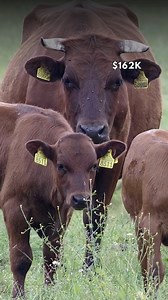 202 reactions · 14 comments | New research from UC Davis shows wolves can impact ranchers, with losses up to $162K from stress and predation on cattle. Scientists are studying solutions like compensation programs and ways to reduce livestock-wolf encounters. Read More: bit.ly/42S5oMm #ProtectRanchers #WildlifeManagement #ConservationMatters #WolfWatch #WesternRanching | Conservation Frontlines | Facebook