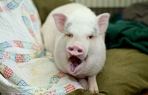 Miniature pig - Alchetron, The Free Social Encyclopedia