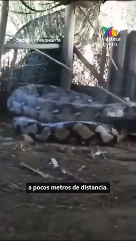 😱 ¡Enorme serpiente! ¿Qué harías si te encontraras con una así? 🐍 #serpiente #sorprendente #enorme