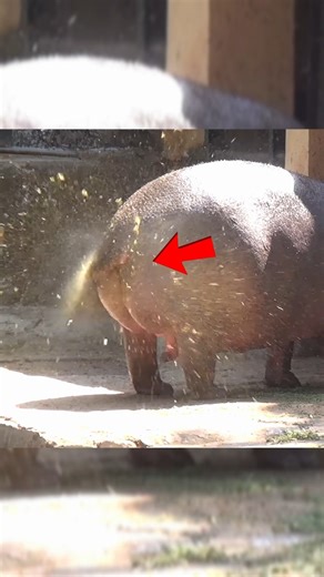Why Hippos Spray Poop?💩
