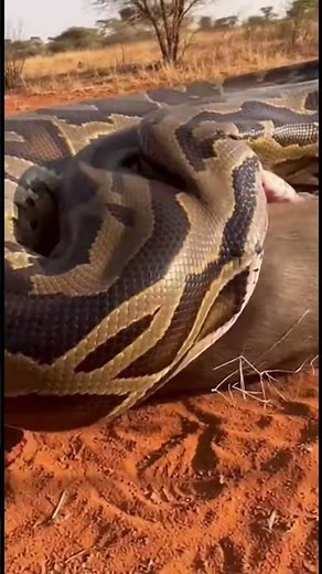 Python Attempts to Swallow Warthog Insane Size