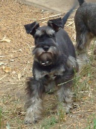 Mini Schnauzer Breeders - Our Team of Purebred Puppy Parents. | Miniature Schnauzer puppies WA