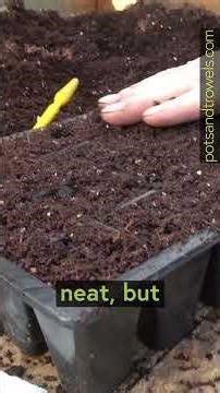 Sowing Cosmos for Wonderful Colourful Flowers in your Garden - Pots & Trowels