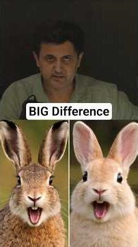 Rabbit vs Hare - Same Look, Big Difference