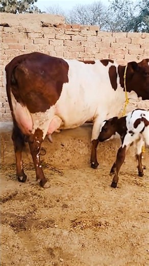 Pure Village Life 🐄 Mother Cow with Baby Calf | Natural Farming Lifestyle