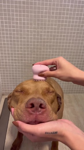 Pitbull Bathing and ASMR Experience