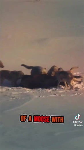 305K views · 10K reactions | Wolf facts  | Guardians Of The Wolves | Facebook