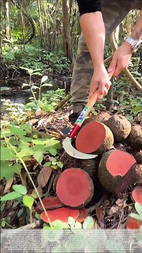 The effects and uses of Dioscorea bulbifera