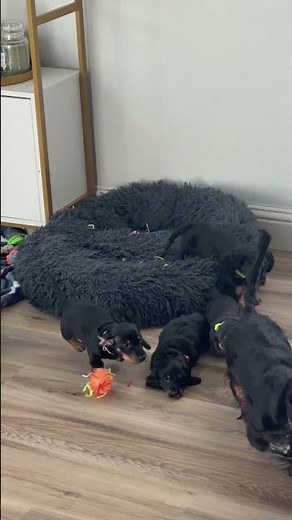 Watch These Puppies Take Over the House 🐾 (Too Cute!) #doxiesquad #barkbox #dachshund