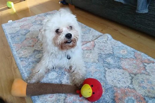 Dogs Trust: 9 loving pups seeking homes in Sussex