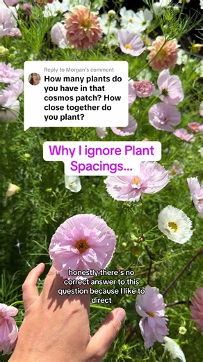 Growing Cosmos Flowers: My Planting Tips