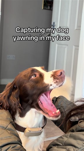 Had me howling 😂 #springerspaniel #dogtok #dogyawn #funnydog #spaniel