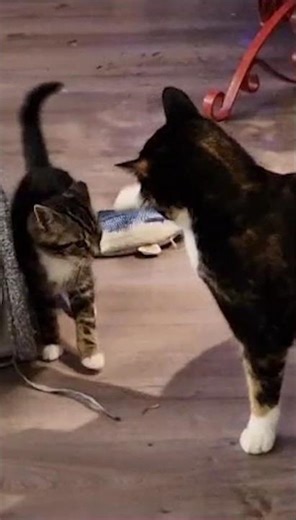 Kitten training Cat? or is Lara training Millie #catvideos #cat