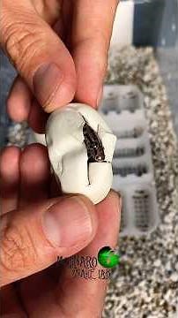 Children’s Pythons are hatching! #molinarosnakelab #shorts #childrenspython #python #eggcutting #diy