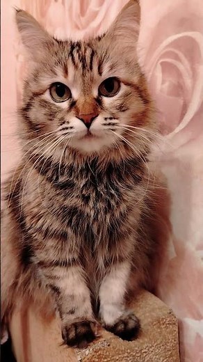 Statham jokes 🔥 #murka #cat #quoteswithmeaning #humor #catvideos #cat #funnycats #kittens #quotes