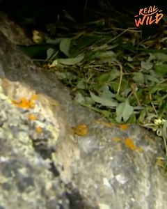 63K views · 489 reactions | The Pika, the inspiration behind Pikachu, is one of the greatest survivors in animal history. Surging the harsh ice age, these tiny creatures are a force to be reckoned with. However, with climate change impacting their surroundings at a rapid pace, its likely these beautiful creatures won't be able to adapt and survive. What will the future hold for the Pika? #wildlife ##survival #pika | Real Wild | Facebook