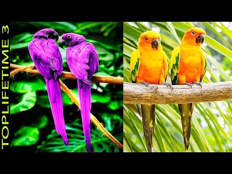 15 Loros Realmente Hermosos